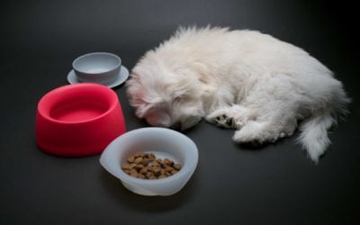 Sleepypod Yummy Bowls for Dog Travel